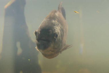 Zürih, İsviçre, 20 Nisan 2023 Botanik bahçesindeki bir akvaryumda bilinmeyen bir balık