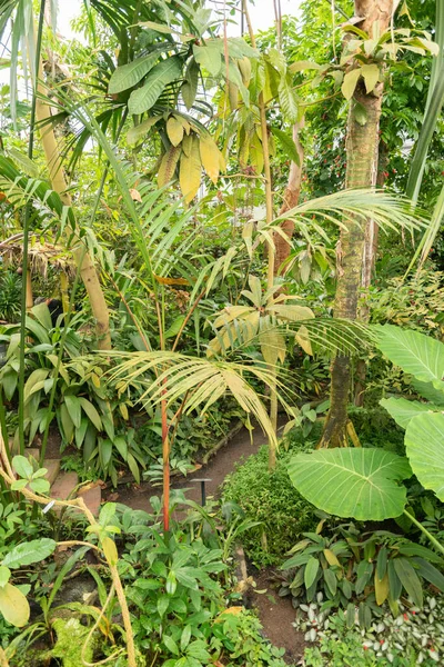 Curych Švýcarsko Dubna 2023 Tropické Exotické Plantáže Botanické Zahradě — Stock fotografie