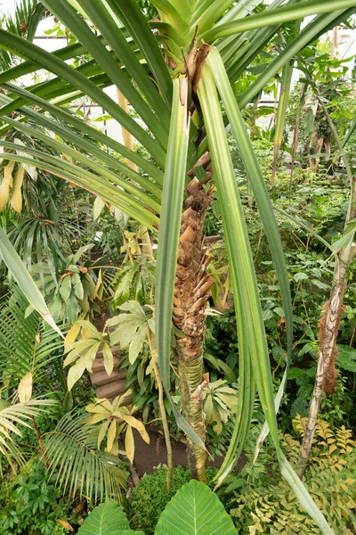Zurich Switzerland April 2023 Tropical Exotic Palm Tree Botanical Garden — Stock Photo, Image