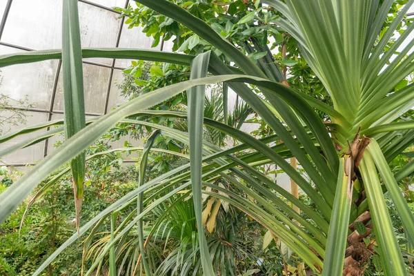 Curych Švýcarsko Dubna 2023 Tropické Exotické Palmy Botanické Zahradě — Stock fotografie