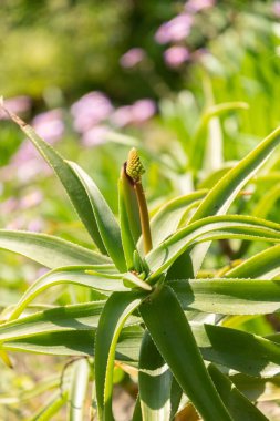 Zürih, İsviçre, 22 Mayıs 2023 Hardy Aloiampelos Striatula Botanik Bahçesi