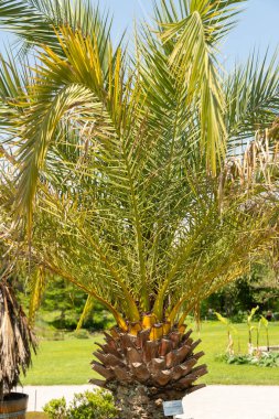 Zürih, İsviçre, 22 Mayıs 2023 Ananas palmiyesi veya botanik bahçesindeki Phoenix Canariensis bitkisi