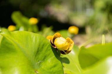 Zürih, İsviçre, 22 Mayıs 2023 İnek zambağı veya botanik bahçesindeki Nuphar Advena