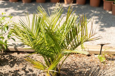 Zürih, İsviçre, 22 Mayıs 2023 Şili şarap palmiyesi veya botanik bahçesindeki Jubaea Chilensis fabrikası