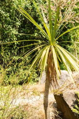 Zürih, İsviçre, 22 Mayıs 2023 Lahana ağacı veya botanik bahçesindeki Cordyline Australis bitkisi