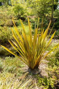 Zürih, İsviçre, 22 Mayıs 2023 Bilinmeyen, botanik bahçesine bitki