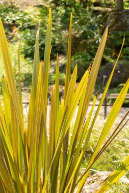 Zürih, İsviçre, 22 Mayıs 2023 Bilinmeyen, botanik bahçesine bitki