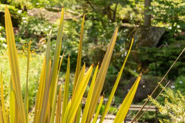 Zürih, İsviçre, 22 Mayıs 2023 Bilinmeyen, botanik bahçesine bitki