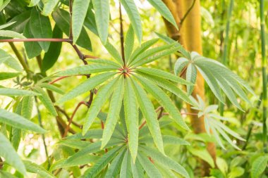 Zürih, İsviçre, 22 Mayıs 2023 Palm leaf begonyası veya botanik bahçesindeki Begonya Luxurianları