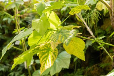 Zürih, İsviçre, 22 Mayıs 2023 Afrika kenevir bitkisi veya botanik bahçesindeki Sparrmannia Africana