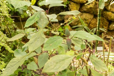 Zürih, İsviçre, 22 Mayıs 2023 Botanik Bahçesindeki Mavi Sis Çiçeği veya Bartlettina Sordida