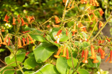 Zürih, İsviçre, 22 Mayıs 2023 Sinningia Lineata Bitkisi Botanik Bahçesi