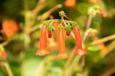 Zürih, İsviçre, 22 Mayıs 2023 Sinningia Lineata Bitkisi Botanik Bahçesi