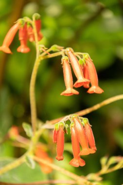 Zürih, İsviçre, 22 Mayıs 2023 Sinningia Lineata Bitkisi Botanik Bahçesi