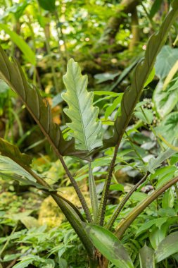 Zürih, İsviçre, 22 Mayıs 2023 Gümüş Kılıç Fabrikası veya Botanik Bahçesindeki Alocasia Lauterbachiana