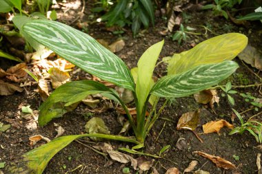 Zürih, İsviçre, 22 Mayıs 2023 Aglaonema Nitidum bitkisi botanik bahçesinde.