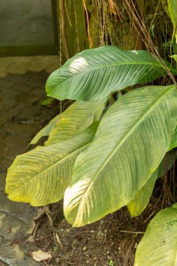 Zürih, İsviçre, 22 Mayıs 2023 Barış bitkisi veya botanik bahçesindeki Spatthiphyllum Ortgiesii