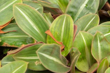 Zürih, İsviçre, 22 Mayıs 2023 Botanik Bahçesine Siderasis Fuscata