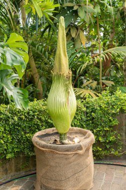 Zürih, İsviçre, 22 Mayıs 2023 Titan arumu veya botanik bahçesindeki Amorphophallus Titanum çiçeği