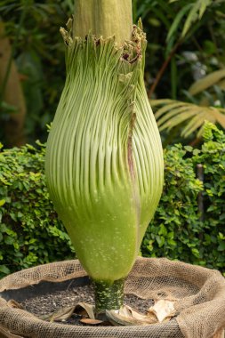 Zürih, İsviçre, 22 Mayıs 2023 Titan arumu veya botanik bahçesindeki Amorphophallus Titanum çiçeği