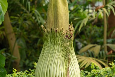 Zürih, İsviçre, 22 Mayıs 2023 Titan arumu veya botanik bahçesindeki Amorphophallus Titanum çiçeği