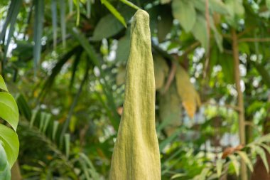 Zürih, İsviçre, 22 Mayıs 2023 Titan arumu veya botanik bahçesindeki Amorphophallus Titanum çiçeği