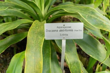Zürih, İsviçre, 22 Mayıs 2023 Büyük terk edilmiş ejderha ağacı veya botanik bahçesindeki Dracaena Aletriforis