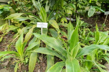 Zürih, İsviçre, 22 Mayıs 2023 Büyük terk edilmiş ejderha ağacı veya botanik bahçesindeki Dracaena Aletriforis