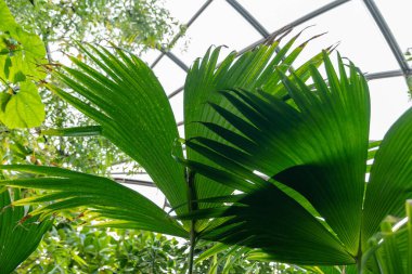 Zürih, İsviçre, 22 Mayıs 2023 Panama şapka fabrikası veya botanik bahçesindeki Carludovica Palmata