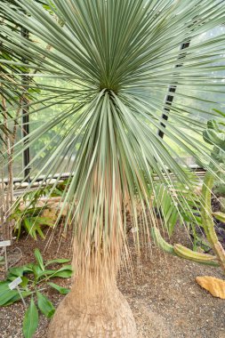 Zürih, İsviçre, 22 Mayıs 2023 Botanik bahçesindeki bilinmeyen küçük palmiye ağacı.