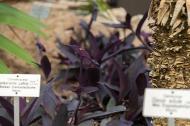 Zürih, İsviçre, 22 Mayıs 2023 Mor Kalp Bitkisi veya Botanik Bahçesindeki Tradescantia Pallida