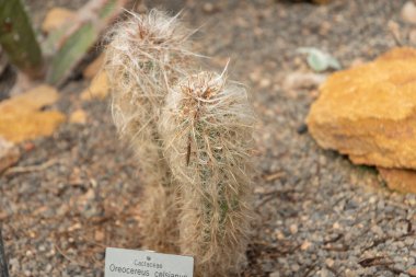Zürih, İsviçre, 22 Mayıs 2023 Dağların yaşlı adamı veya botanik bahçesindeki Oleocereus Celsianus kaktüsü