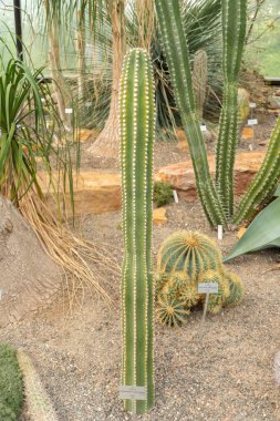 Zürih, İsviçre, 22 Mayıs 2023 Neobuxbaumia Euphorbioides kaktüsü botanik bahçesinde.