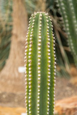 Zürih, İsviçre, 22 Mayıs 2023 Neobuxbaumia Euphorbioides kaktüsü botanik bahçesinde.