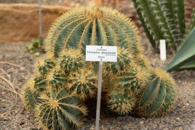 Zürih, İsviçre, 22 Mayıs 2023 Glaucous Fıçı Kaktüsü veya Botanik Bahçesindeki Ferocactus Glaucescens