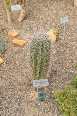 Zürih, İsviçre, 22 Mayıs 2023 Saguaro kaktüsü veya botanik bahçesindeki Carnegiea Gigantea