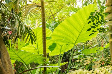 Zürih, İsviçre, 24 Mayıs 2023 Botanik Bahçesinde farklı tropikal ve egzotik tarlalar sergilenmektedir.