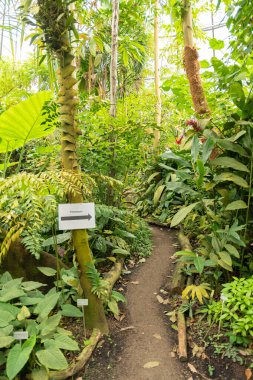Zürih, İsviçre, 24 Mayıs 2023 Botanik Bahçesinde farklı tropikal ve egzotik tarlalar sergilenmektedir.