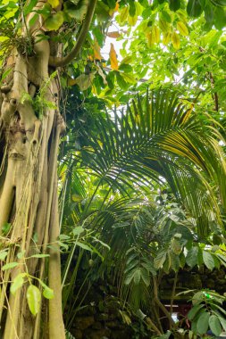 Zürih, İsviçre, 24 Mayıs 2023 Botanik Bahçesinde farklı tropikal ve egzotik tarlalar sergilenmektedir.