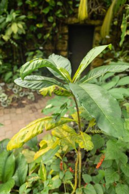 Zürih, İsviçre, 24 Mayıs 2023 Botanik Bahçesinde farklı tropikal ve egzotik tarlalar sergilenmektedir.