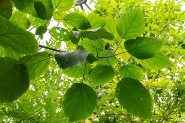 Zürih, İsviçre, 24 Mayıs 2023 Sahte ısırgan otu bitkisi veya botanik bahçesindeki Boehmeria Platyphylla