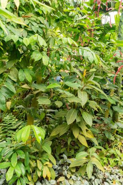 Zürih, İsviçre, 24 Mayıs 2023 Tropikal ve egzotik tarlalar botanik bahçesinde sergilenmektedir.