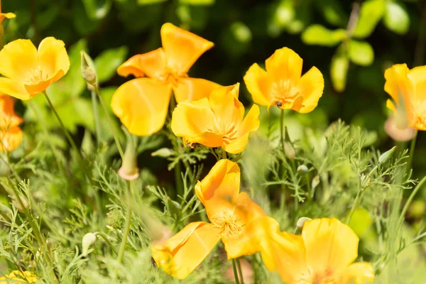 Zurique Suíça Maio 2023 Flor Papoula Dourada Eschscholzia Californica Jardim — Fotografia de Stock
