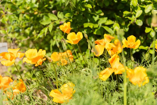 Zürih Sviçre Mayıs 2023 Altın Gelincik Çiçeği Veya Botanik Bahçesindeki — Stok fotoğraf
