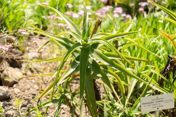 瑞士苏黎世 2023年5月22日Hardy Aloe或Aloiampelos Striatula在植物园 — 图库照片