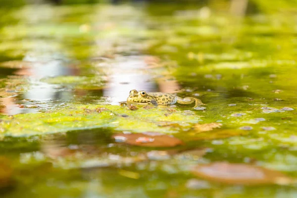 2023年5月22日 瑞士苏黎世植物园池塘中的青蛙 — 图库照片