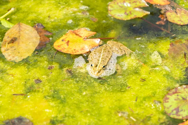 Zurich Switzerland May 2023 Frog Pond Botanical Garden — Stock Photo, Image