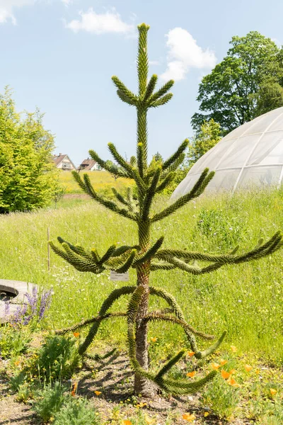 Zurich Switzerland May 2023 Monkey Puzzle Tree Araucania Araucana Botanical — Stock Photo, Image