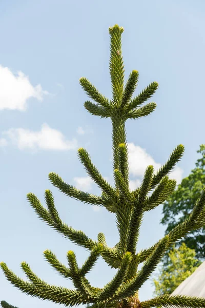Zurich Switzerland May 2023 Monkey Puzzle Tree Araucania Araucana Botanical — Stock Photo, Image