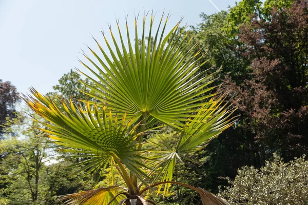 Zurich Switzerland May 2023 Mexican Fan Palm Washingtonia Robusta Botanical — Stock Photo, Image